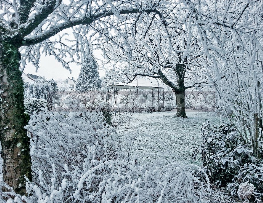 Garden Design In Winter: Techniques And Accents Of Landscape Design