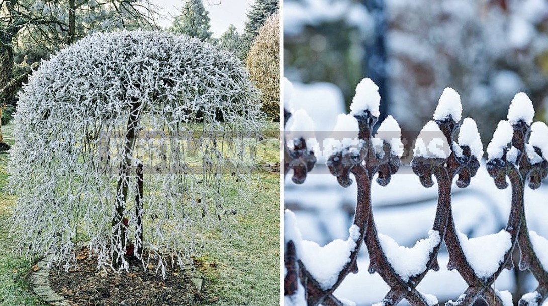 Garden Design In Winter: Techniques And Accents Of Landscape Design