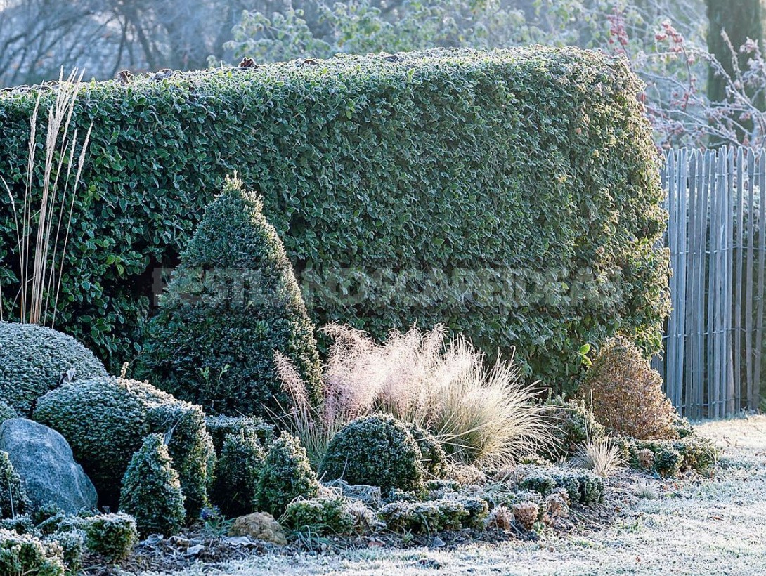 Garden Design In Winter: Techniques And Accents Of Landscape Design