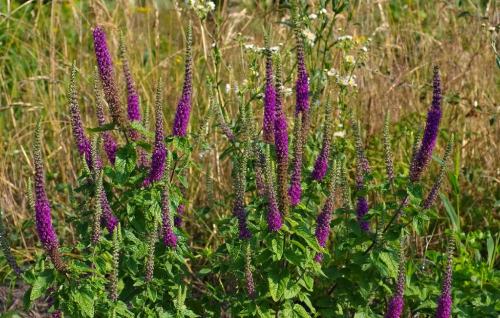 Garden Vintage Is Back In Fashion: The Return Of The Beautiful Teucrium
