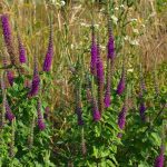 Garden Vintage Is Back In Fashion: The Return Of The Beautiful Teucrium