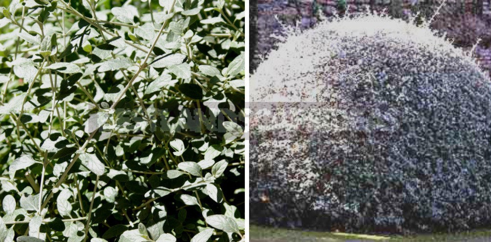 Garden Vintage Is Back In Fashion: The Return Of The Beautiful Teucrium