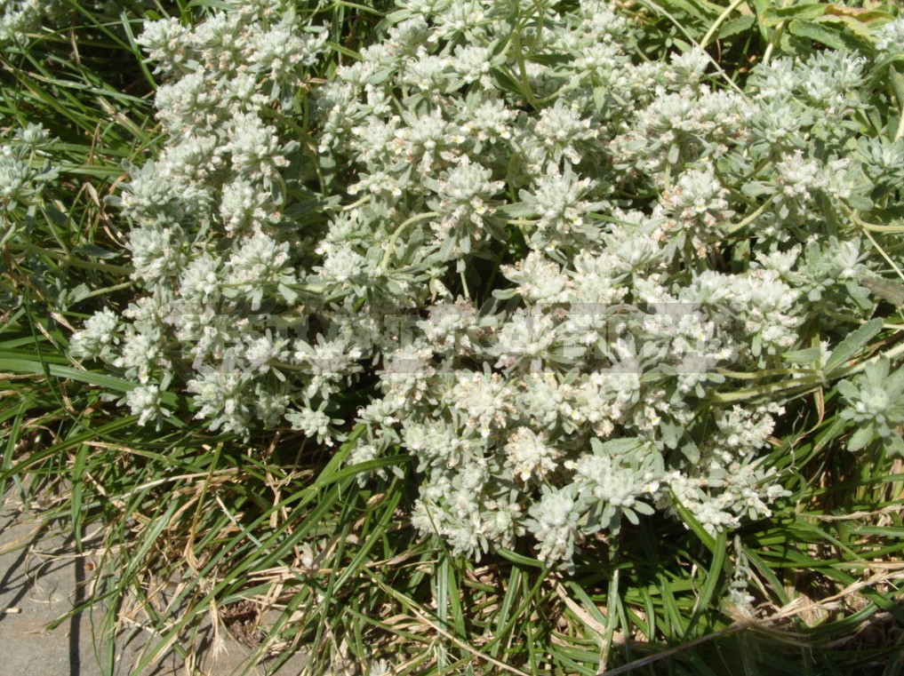 Garden Vintage Is Back In Fashion: The Return Of The Beautiful Teucrium