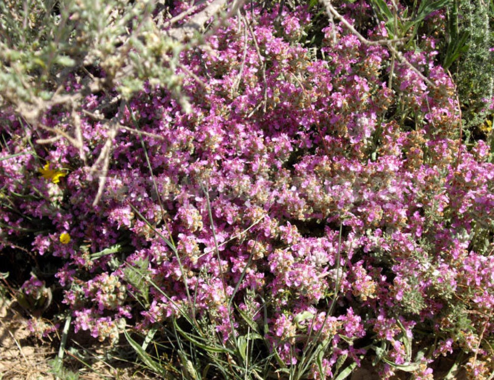 Garden Vintage Is Back In Fashion: The Return Of The Beautiful Teucrium