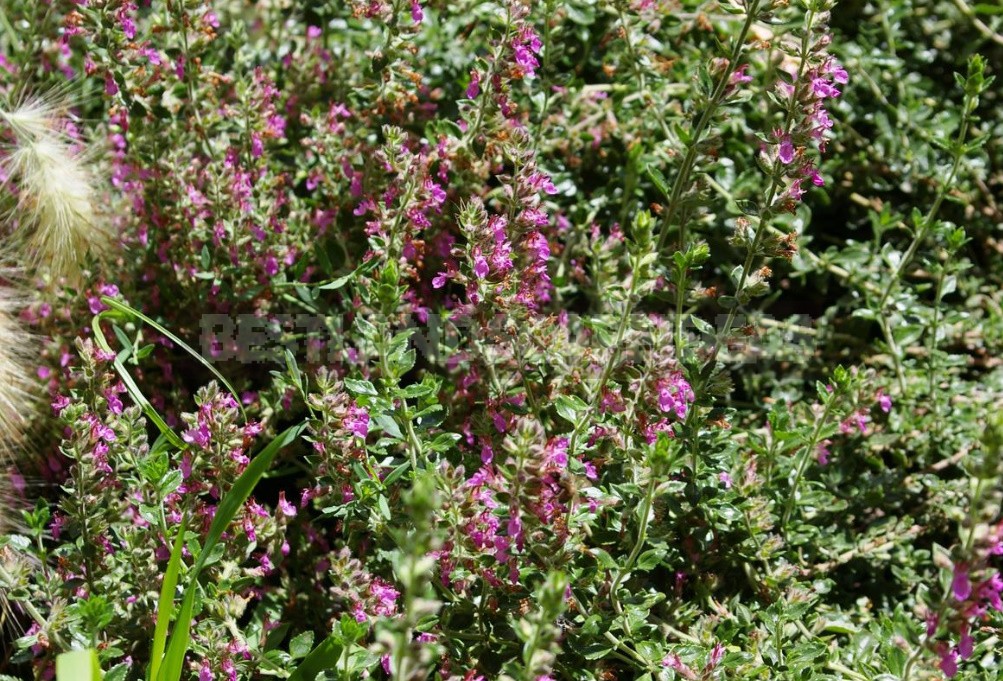 Garden Vintage Is Back In Fashion: The Return Of The Beautiful Teucrium