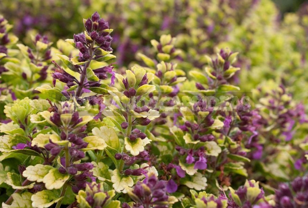 Garden Vintage Is Back In Fashion: The Return Of The Beautiful Teucrium