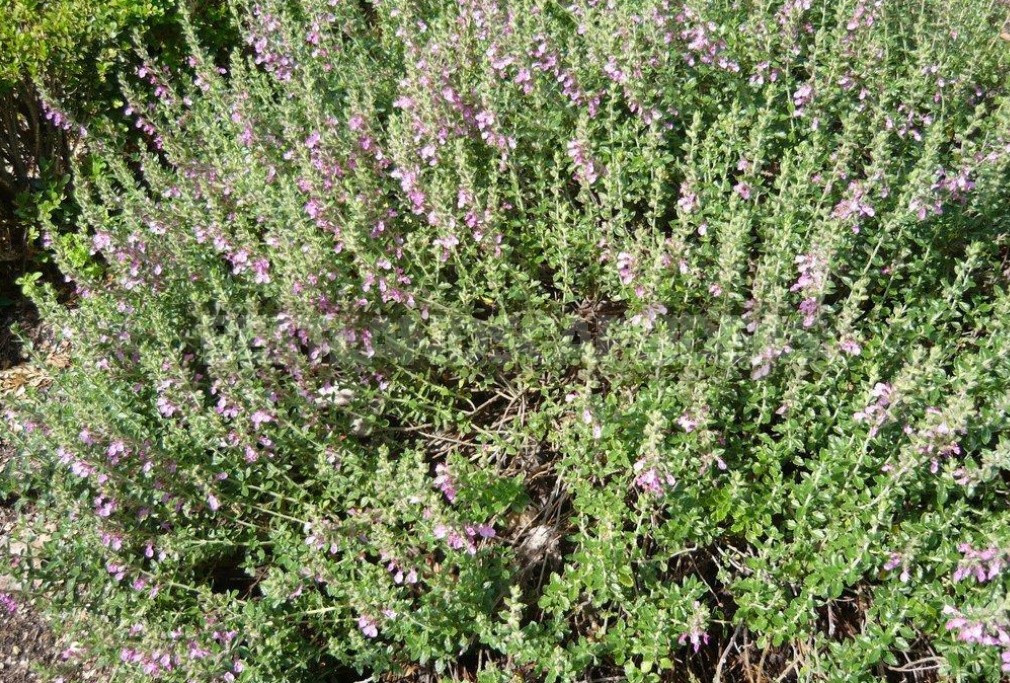 Garden Vintage Is Back In Fashion: The Return Of The Beautiful Teucrium