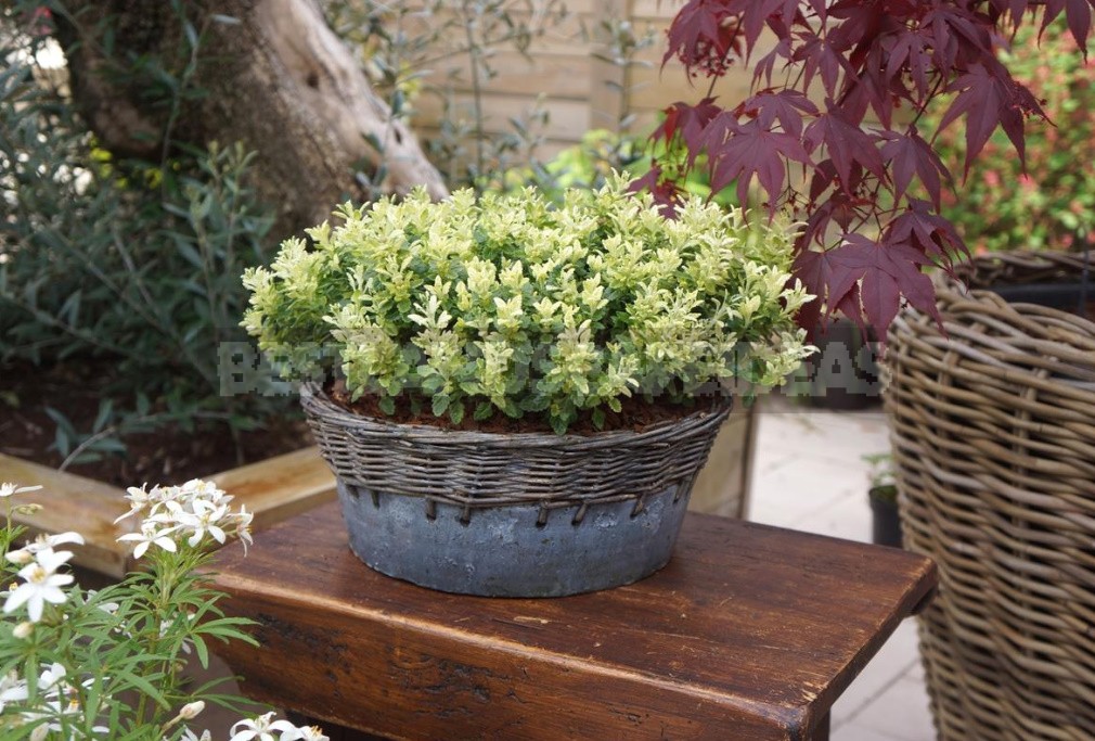 Garden Vintage Is Back In Fashion: The Return Of The Beautiful Teucrium