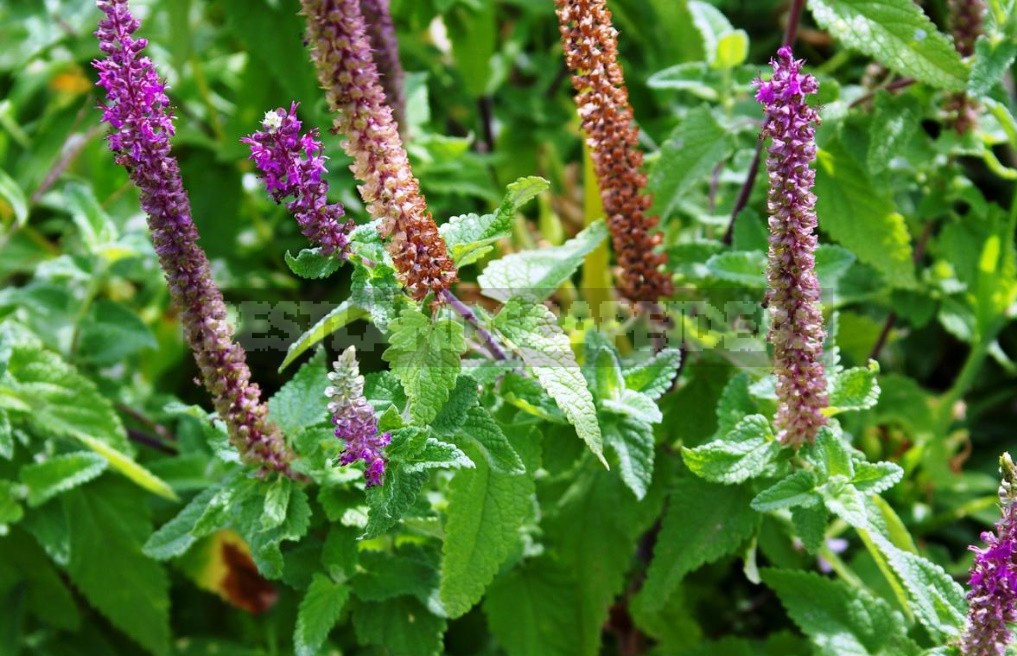 Garden Vintage Is Back In Fashion: The Return Of The Beautiful Teucrium