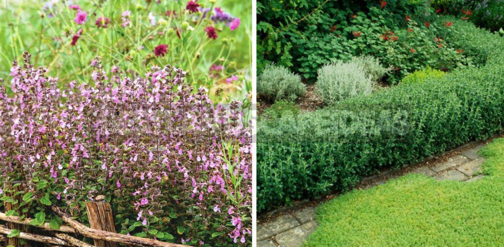 Garden Vintage Is Back In Fashion: The Return Of The Beautiful Teucrium