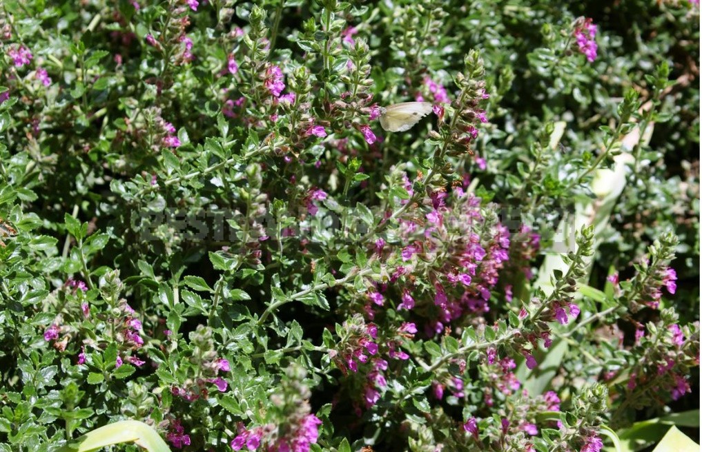 Garden Vintage Is Back In Fashion: The Return Of The Beautiful Teucrium