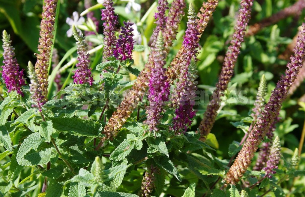 Garden Vintage Is Back In Fashion: The Return Of The Beautiful Teucrium