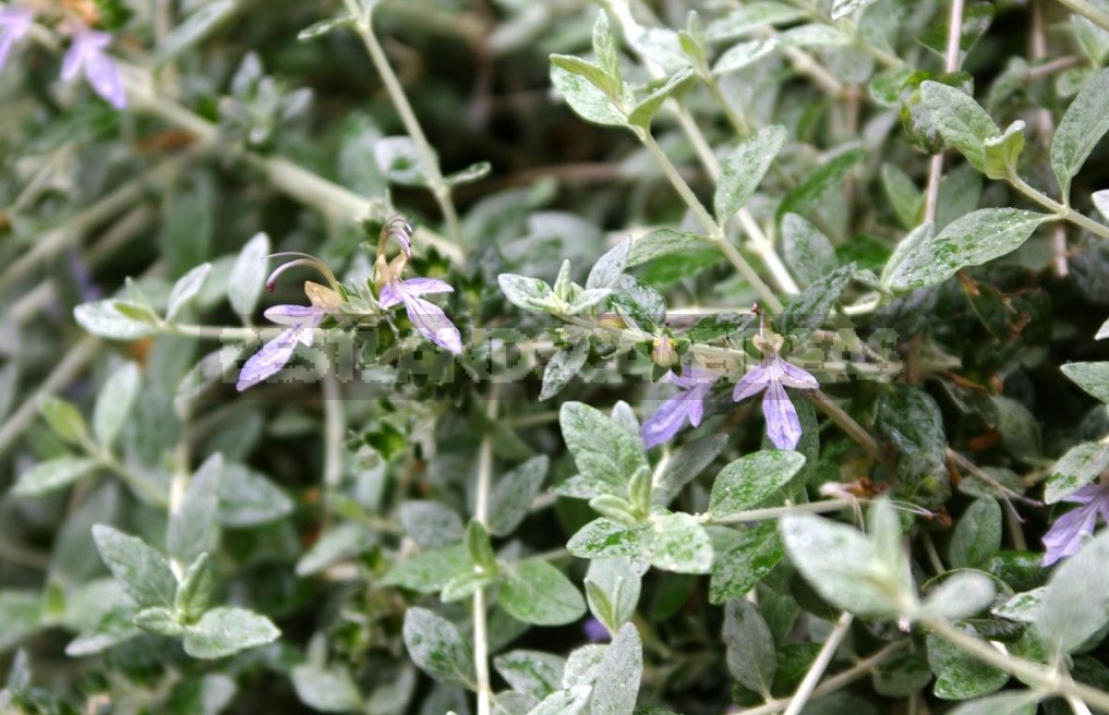 Garden Vintage Is Back In Fashion: The Return Of The Beautiful Teucrium