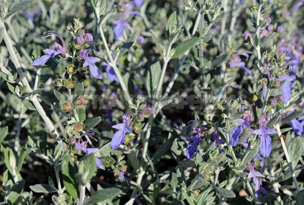 Garden Vintage Is Back In Fashion: The Return Of The Beautiful Teucrium