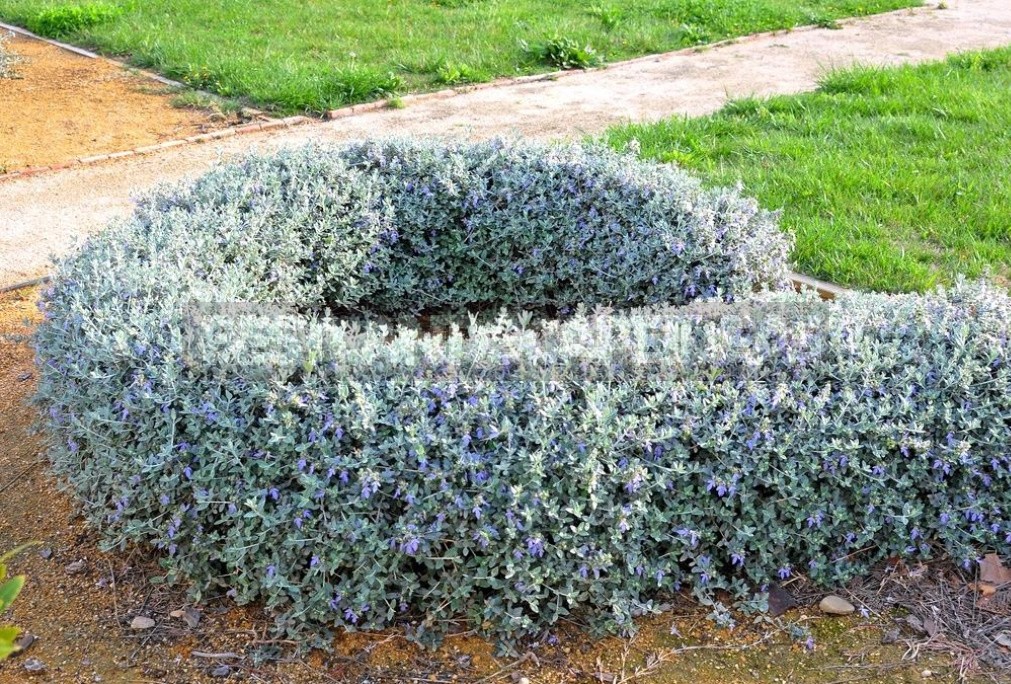 Garden Vintage Is Back In Fashion: The Return Of The Beautiful Teucrium