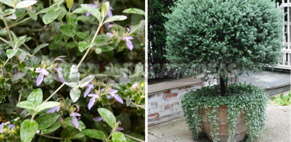 Garden Vintage Is Back In Fashion: The Return Of The Beautiful Teucrium