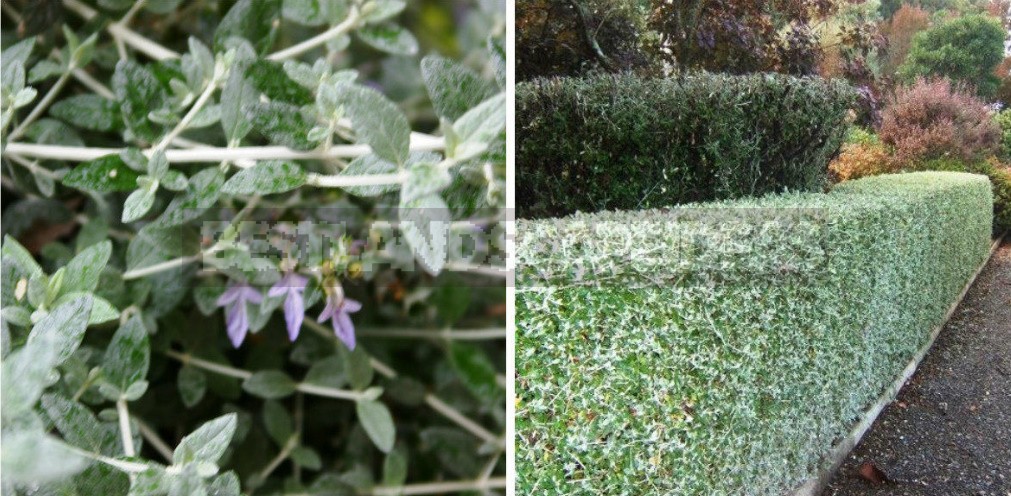 Garden Vintage Is Back In Fashion: The Return Of The Beautiful Teucrium