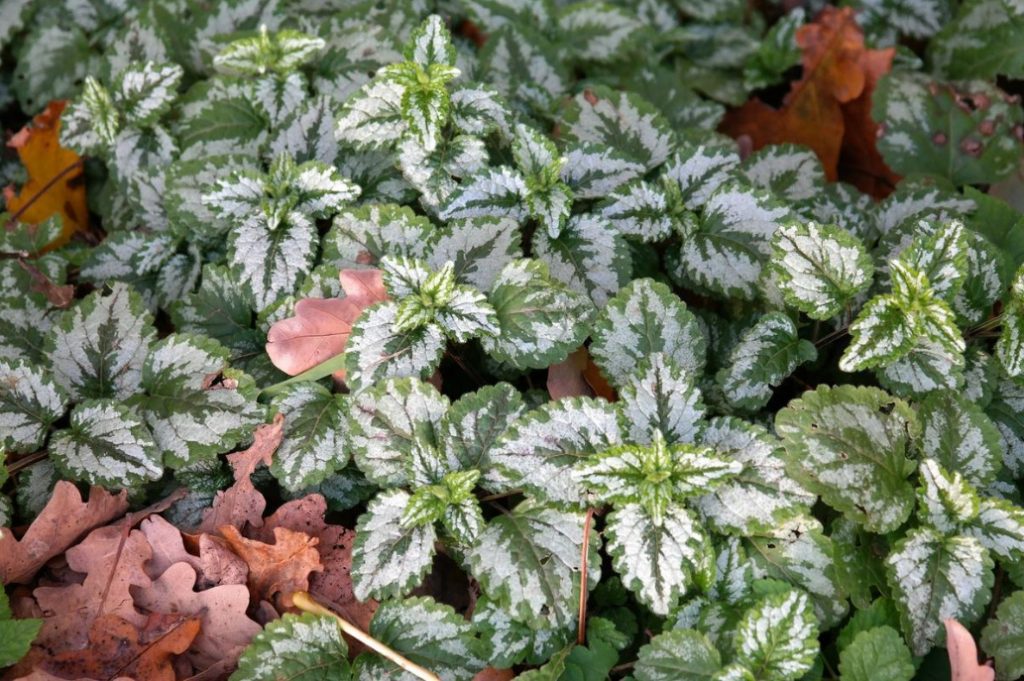 Ground Cover Plants For Different Soils And Garden Areas