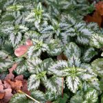 Ground Cover Plants For Different Soils And Garden Areas