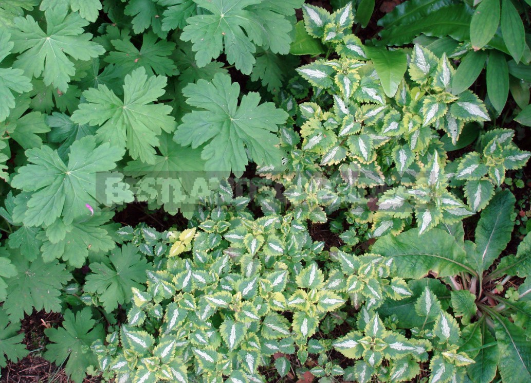 Ground Cover Plants For Different Soils And Garden Areas