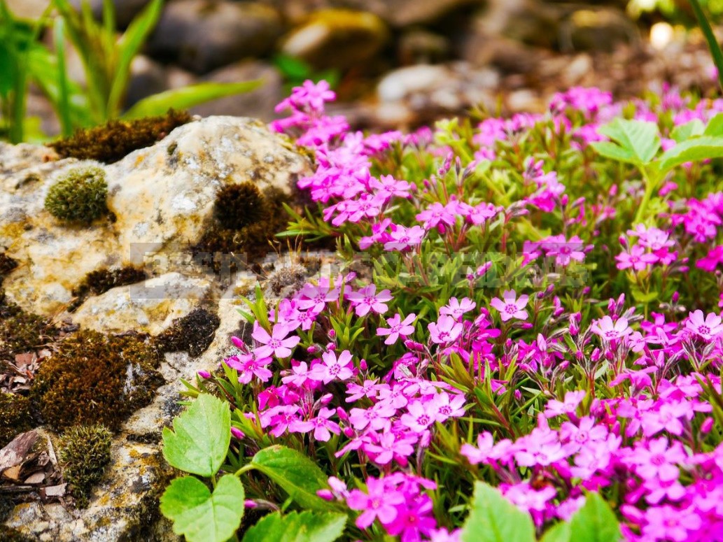 Ground Cover Plants For Different Soils And Garden Areas