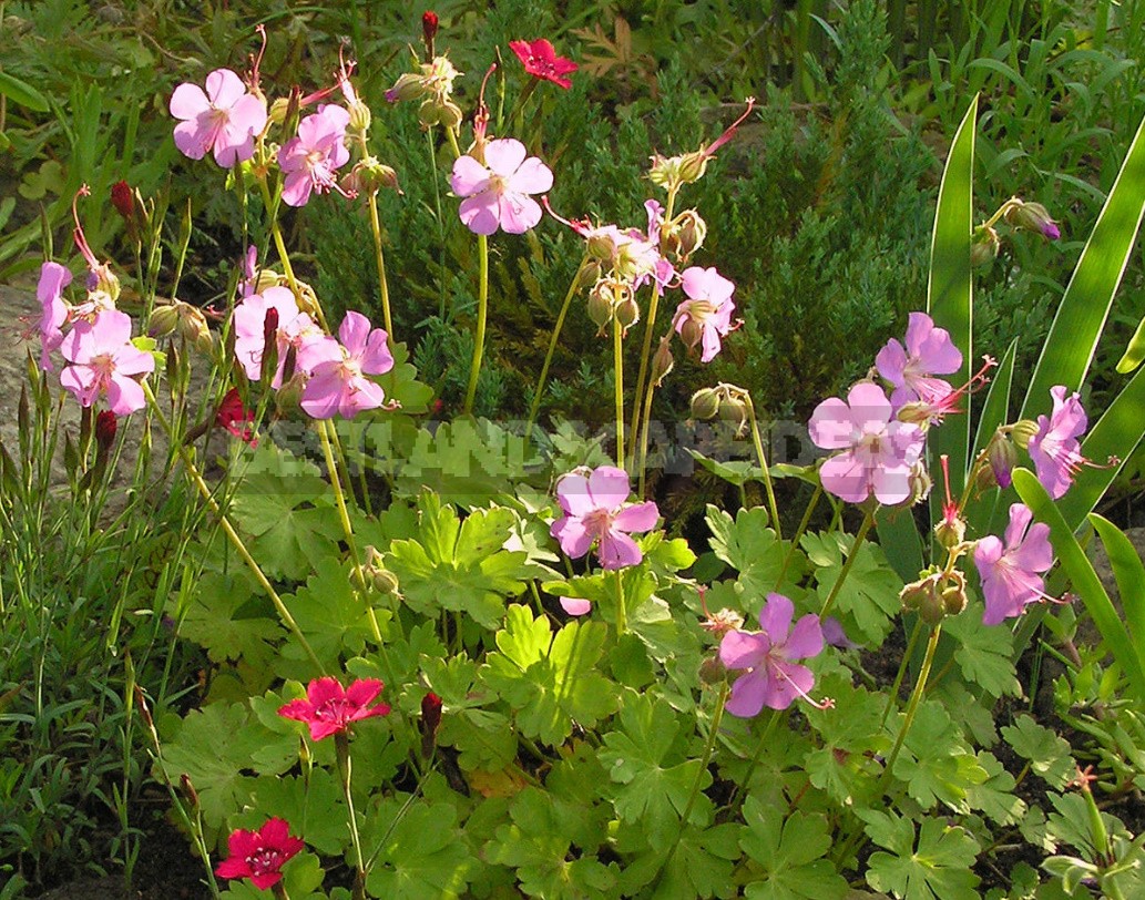 Ground Cover Plants For Different Soils And Garden Areas