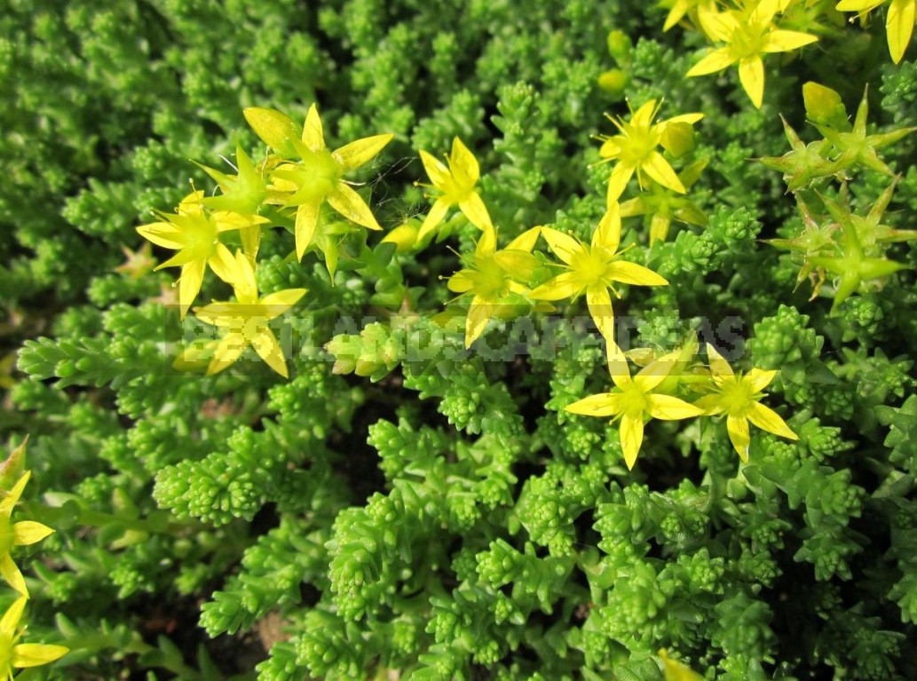 Ground Cover Plants For Different Soils And Garden Areas