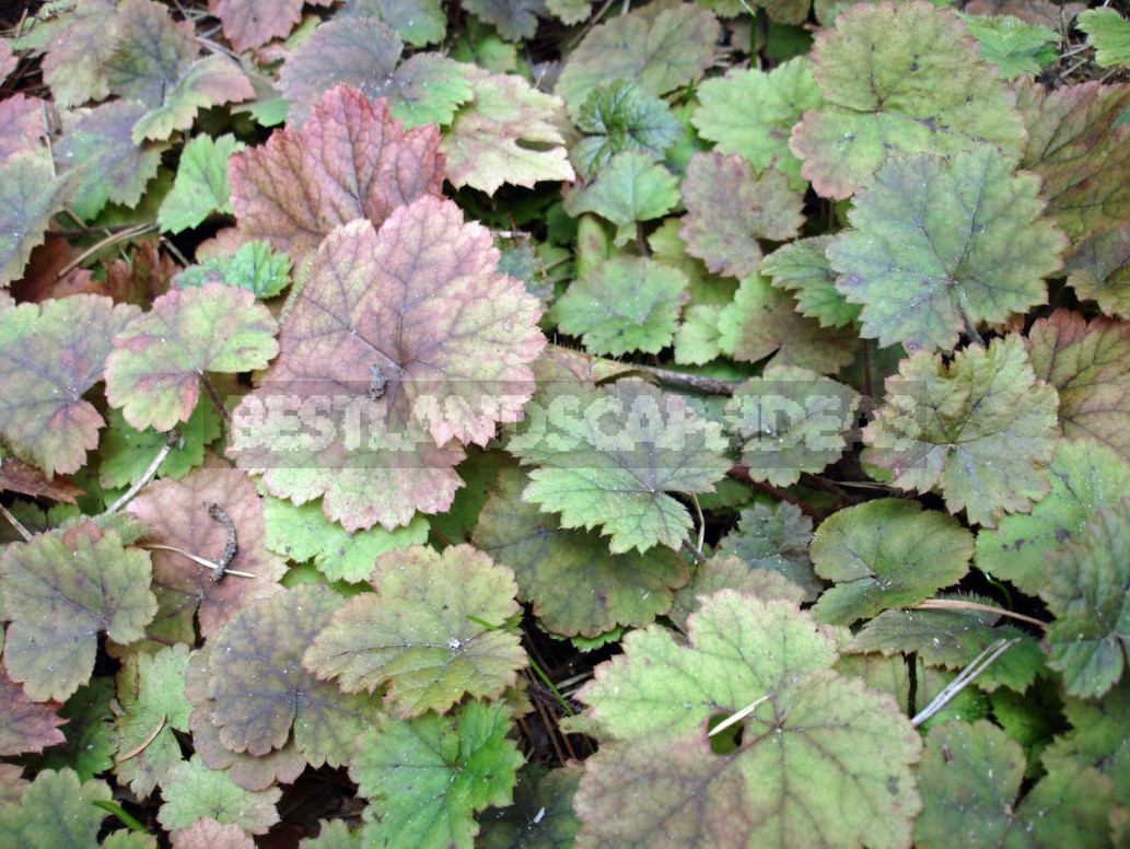 Ground Cover Plants For Different Soils And Garden Areas