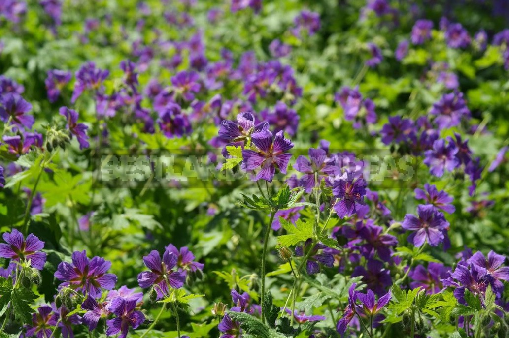 Ground Cover Plants For Different Soils And Garden Areas