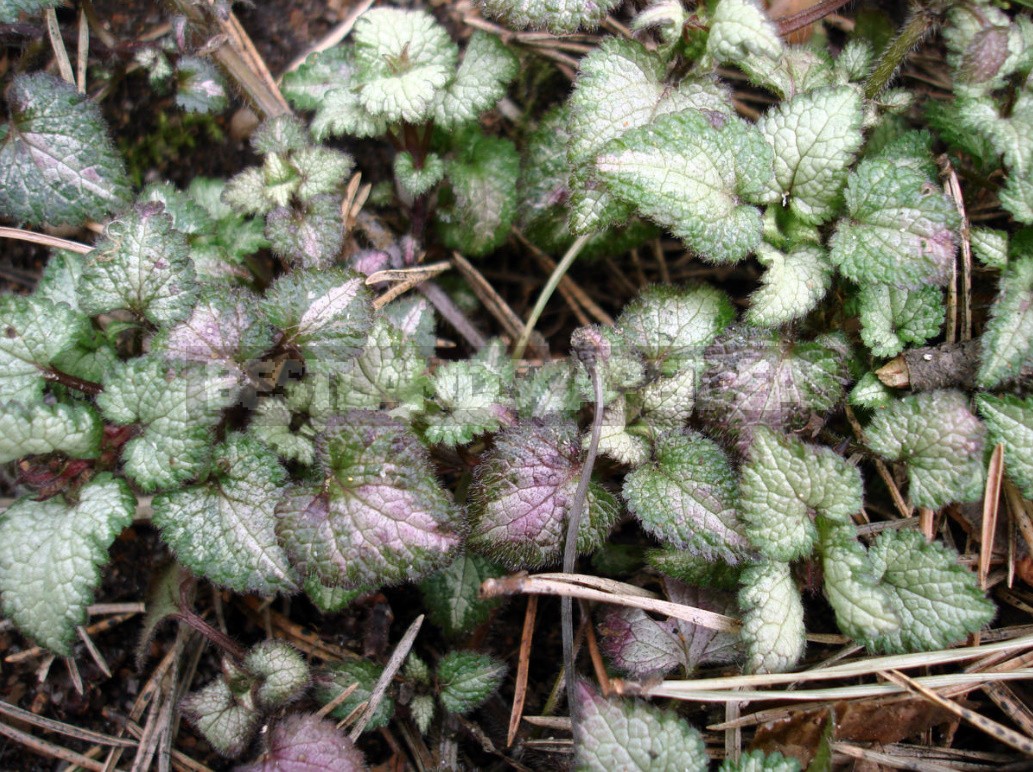 Ground Cover Plants For Different Soils And Garden Areas