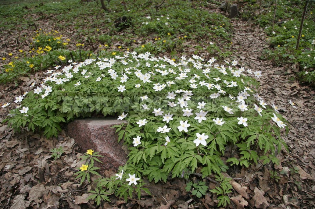 Ground Cover Plants For Different Soils And Garden Areas