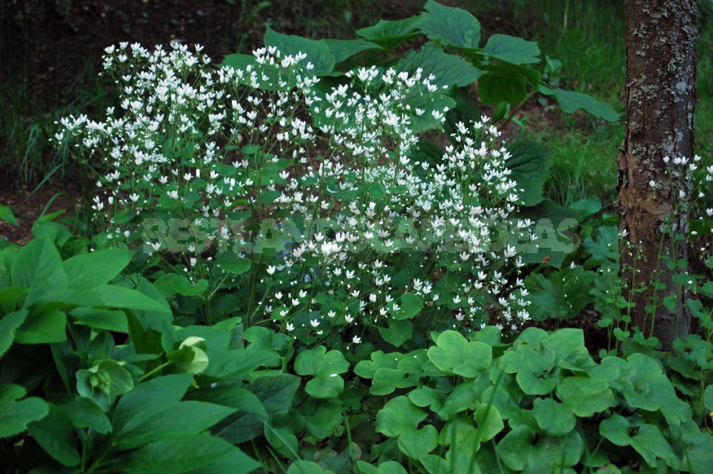 Ground Cover Plants For Different Soils And Garden Areas