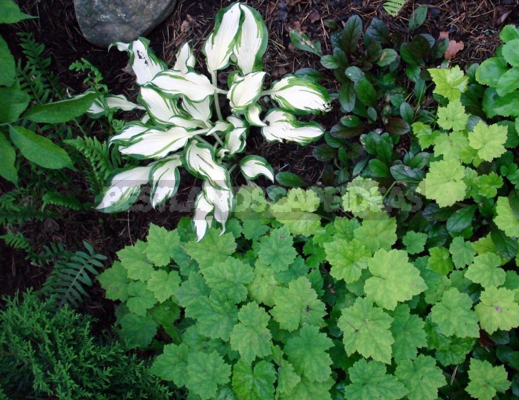 Ground Cover Plants For Different Soils And Garden Areas