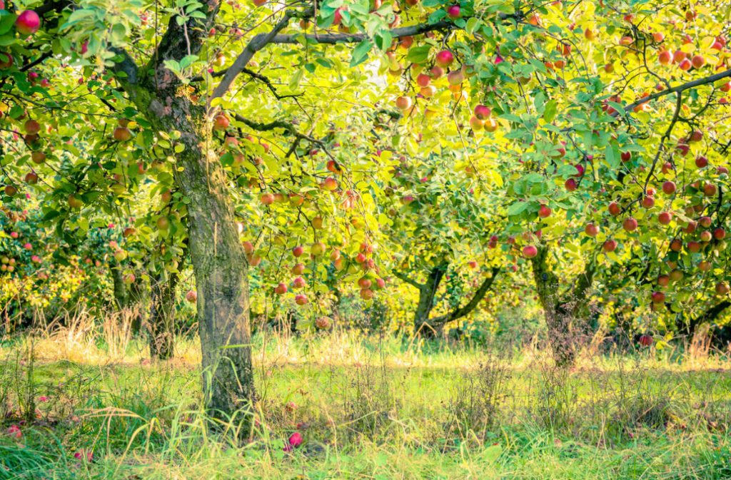 How To Prolong The Life Of An Old Fruit Tree