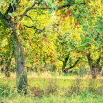 How To Prolong The Life Of An Old Fruit Tree