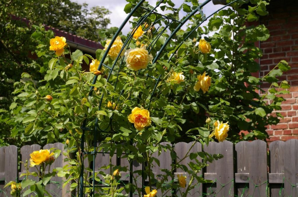 Landscape Design With Your Own Hands: Mistakes Of Amateurs