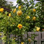 Landscape Design With Your Own Hands: Mistakes Of Amateurs
