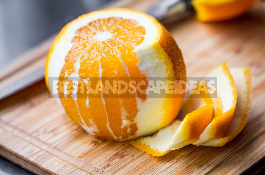 Orange Peels: Options For Use In The Cottage (Part 2)