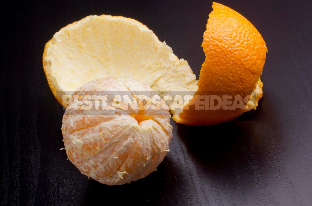 Orange Peels: Options For Use In The Cottage (Part 1)
