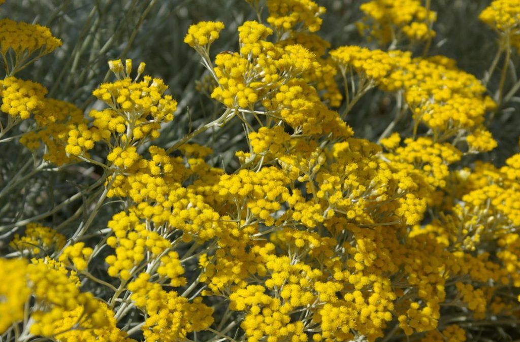 Perennials Out Of Time: Discovering The Secret Of Helichrysum’s Charisma