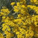 Perennials Out Of Time: Discovering The Secret Of Helichrysum’s Charisma
