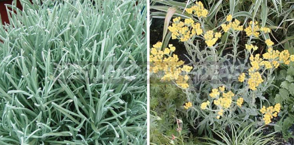 Perennials Out Of Time: Discovering The Secret Of Helichrysum's Charisma
