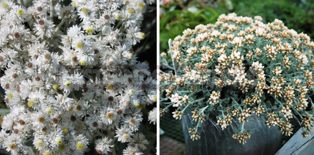 Perennials Out Of Time: Discovering The Secret Of Helichrysum's Charisma