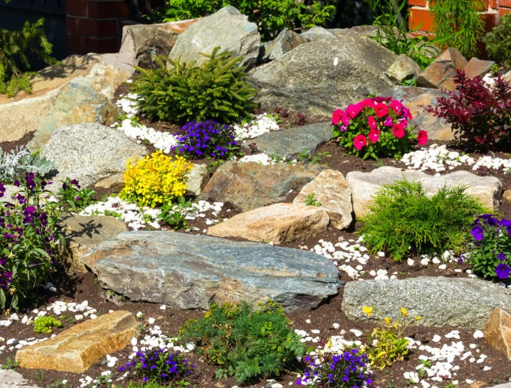 Plants For Rockery: Selection By Color And Timing Of Flowering