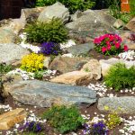 Plants For Rockery: Selection By Color And Timing Of Flowering
