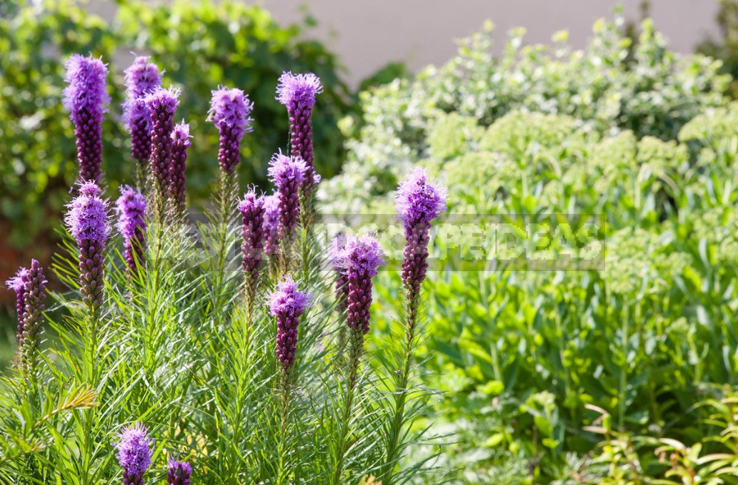 Plants For Rockery: Selection By Color And Timing Of Flowering