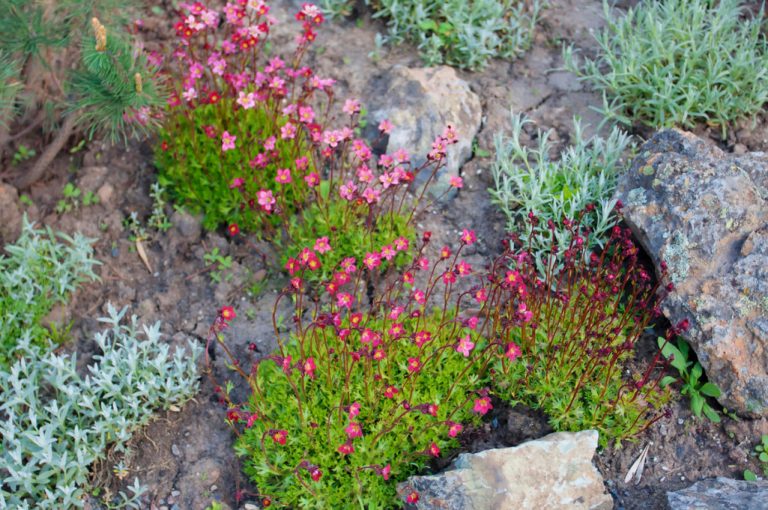 Plants For Rockery Selection By Color And Timing Of Flowering Best Landscape Ideas