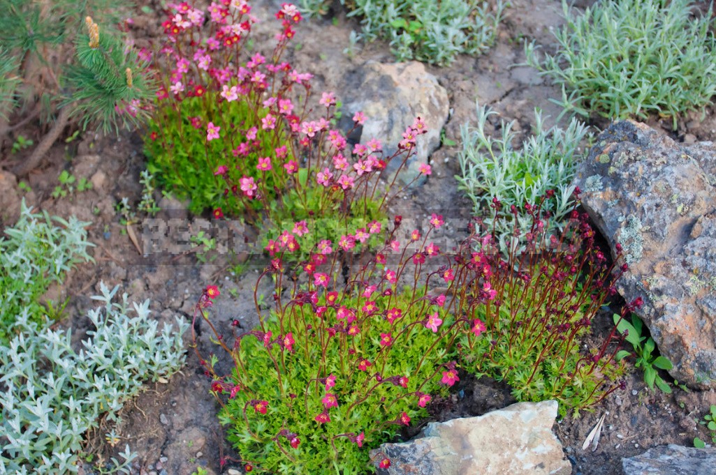 Plants For Rockery: Selection By Color And Timing Of Flowering