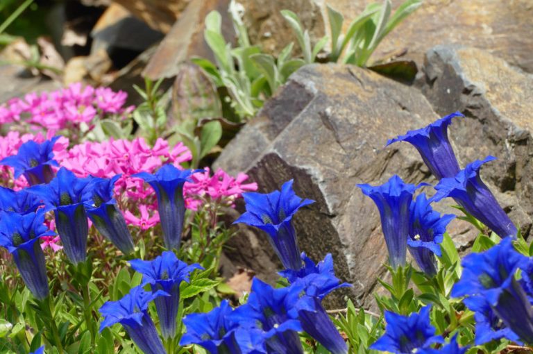 Plants For Rockery Selection By Color And Timing Of Flowering Best Landscape Ideas