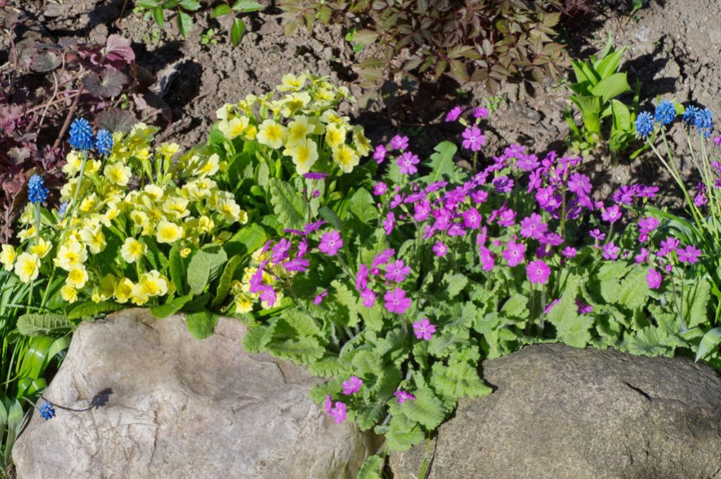 Plants For Rockery Selection By Color And Timing Of Flowering Best